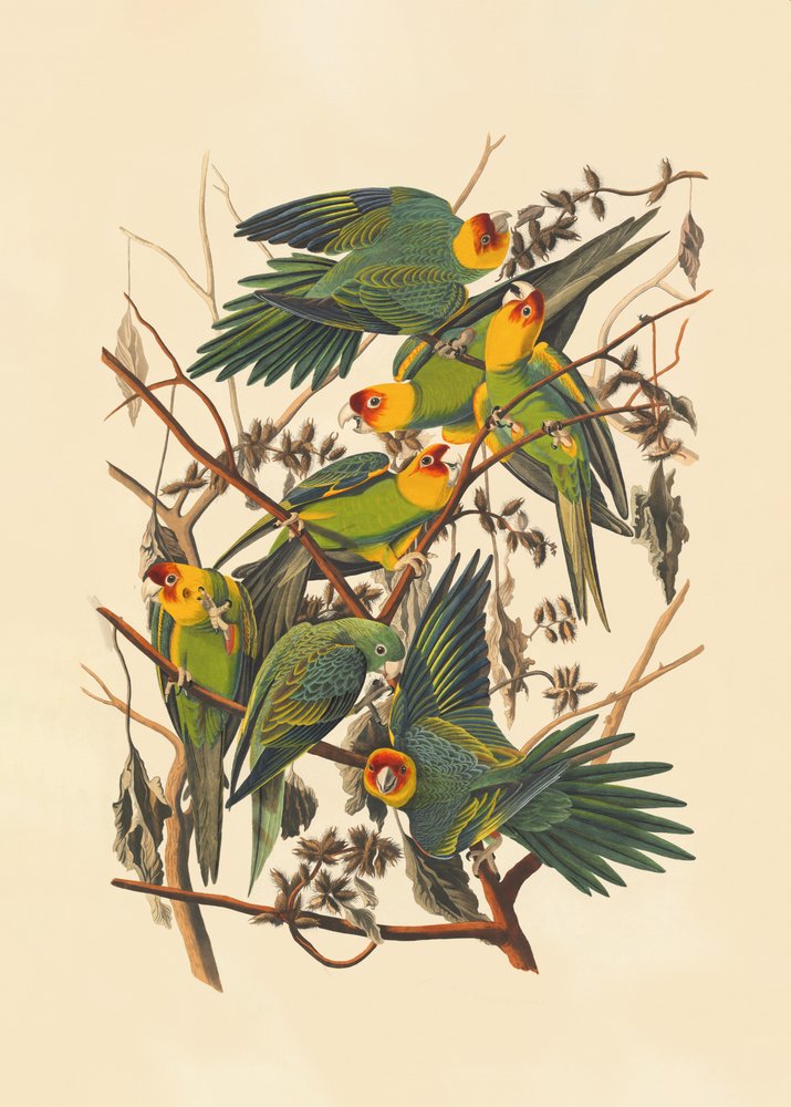 Pappagallo della Carolina da John James Audubon