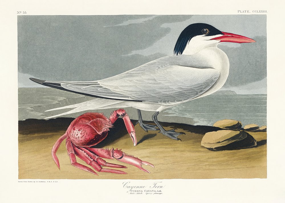  da John James Audubon