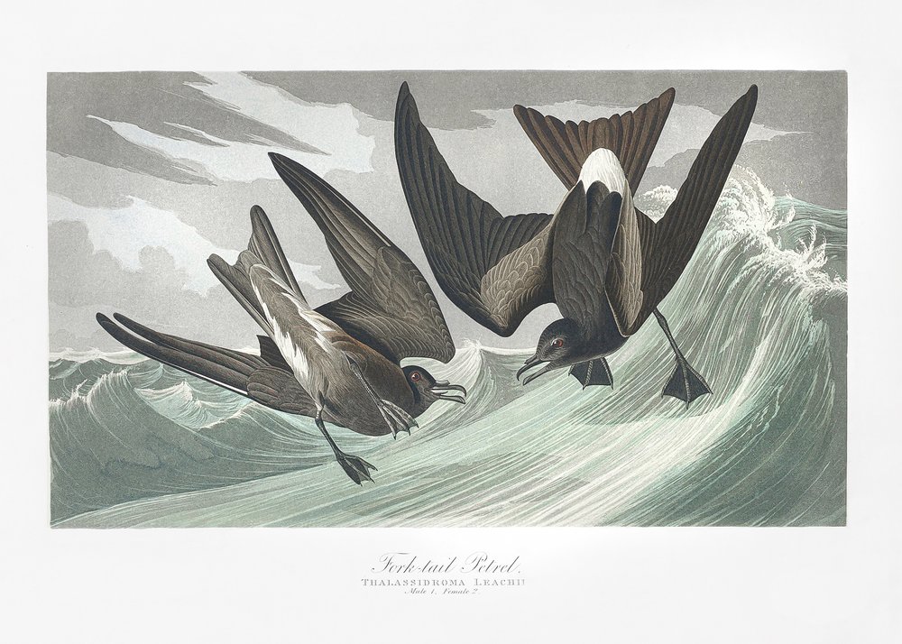  da John James Audubon