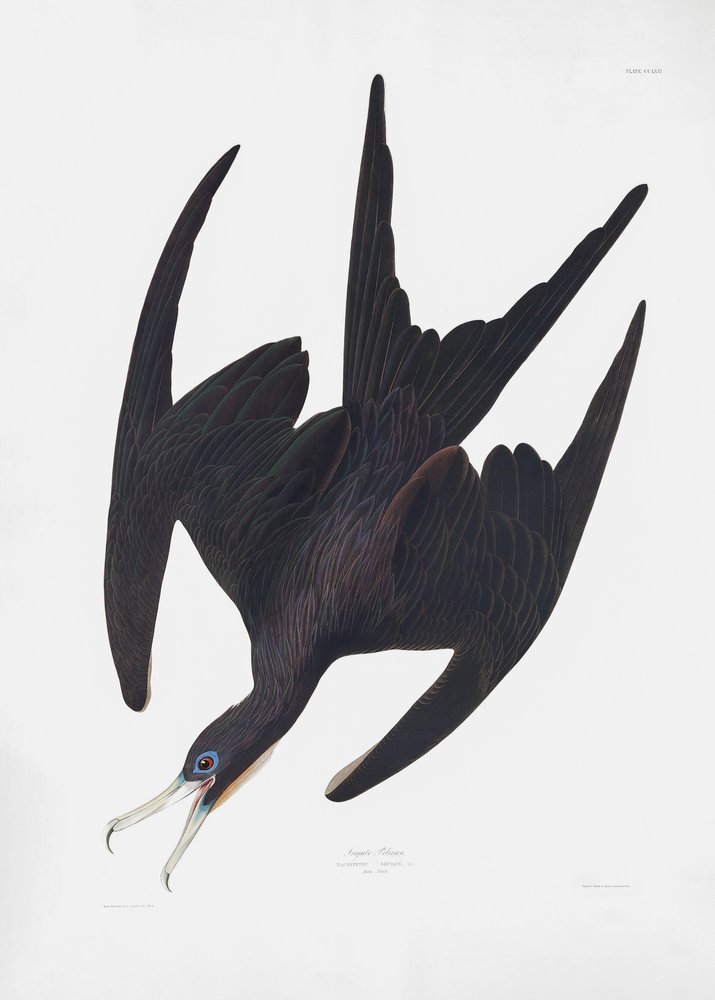  da John James Audubon