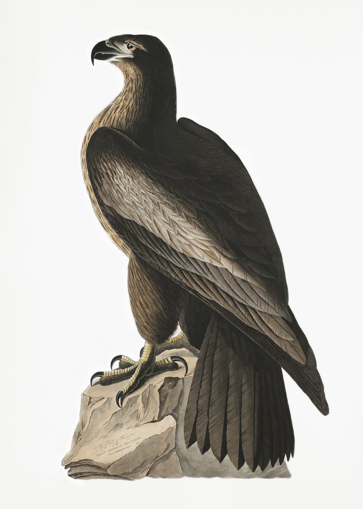 Aquila di mare americana, tratta da *Birds of America* (1827) da John James Audubon
