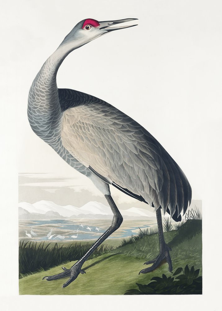 Gru americana tratta da *Birds of America* (1827) da John James Audubon