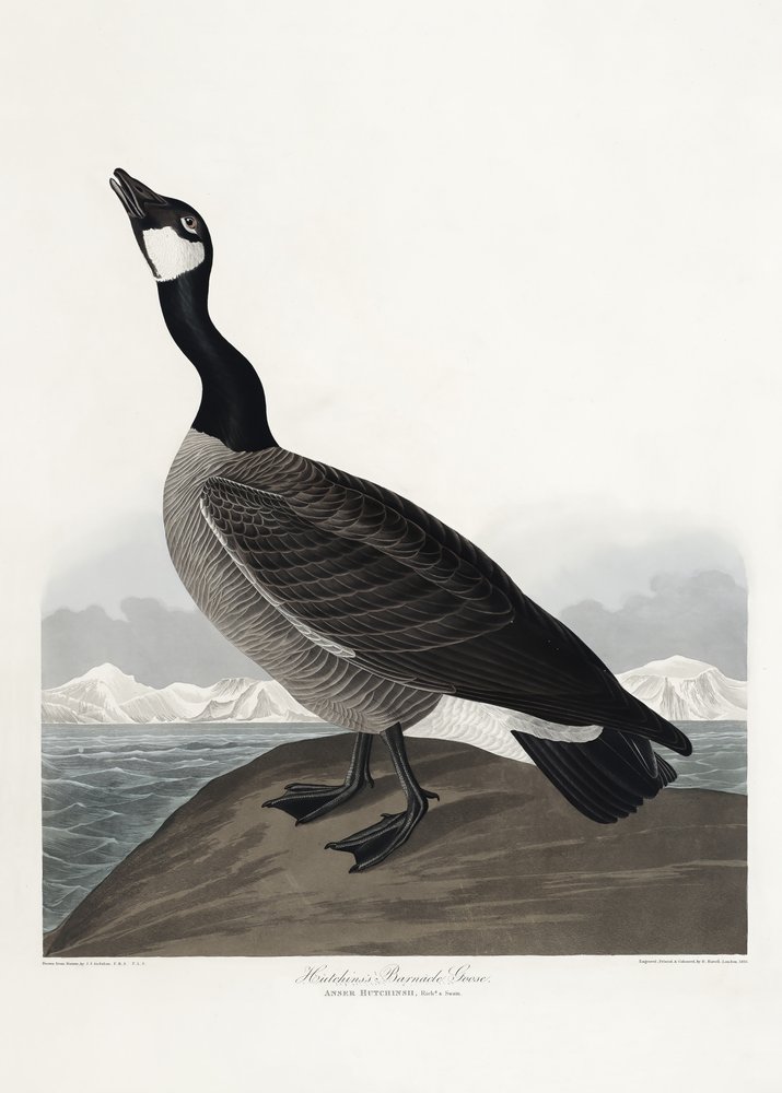  da John James Audubon