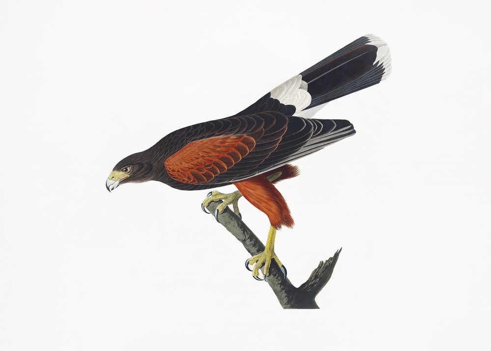  da John James Audubon