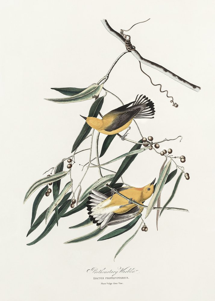 Canapino giallo da *Birds of America* (1827) da John James Audubon