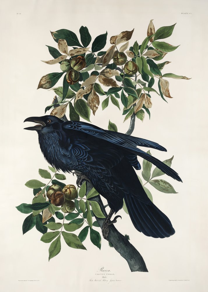  da John James Audubon