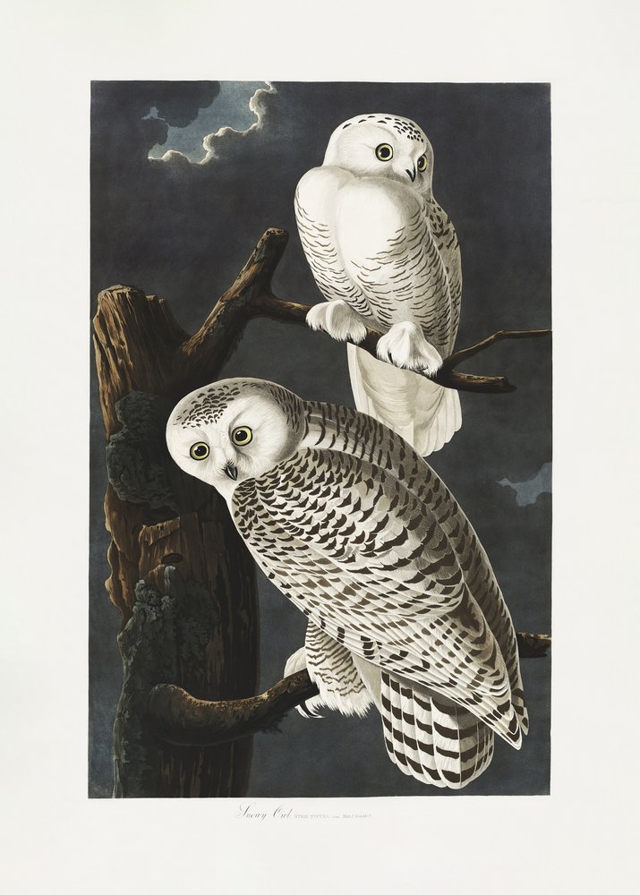  da John James Audubon