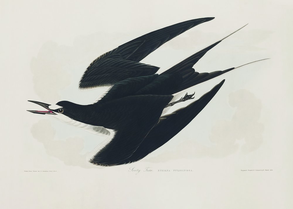  da John James Audubon