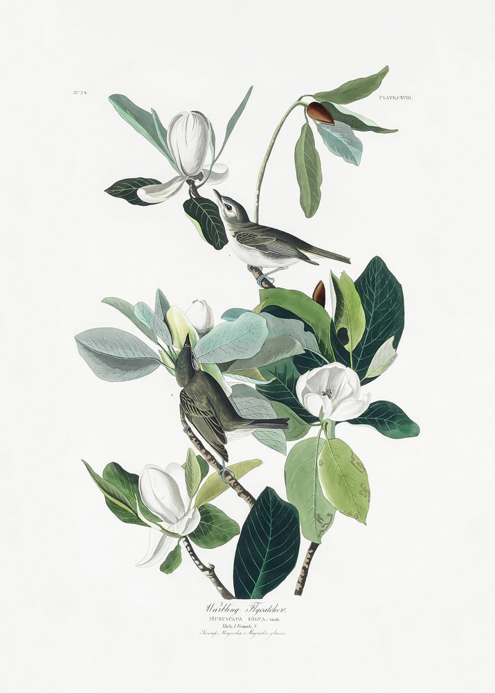  da John James Audubon