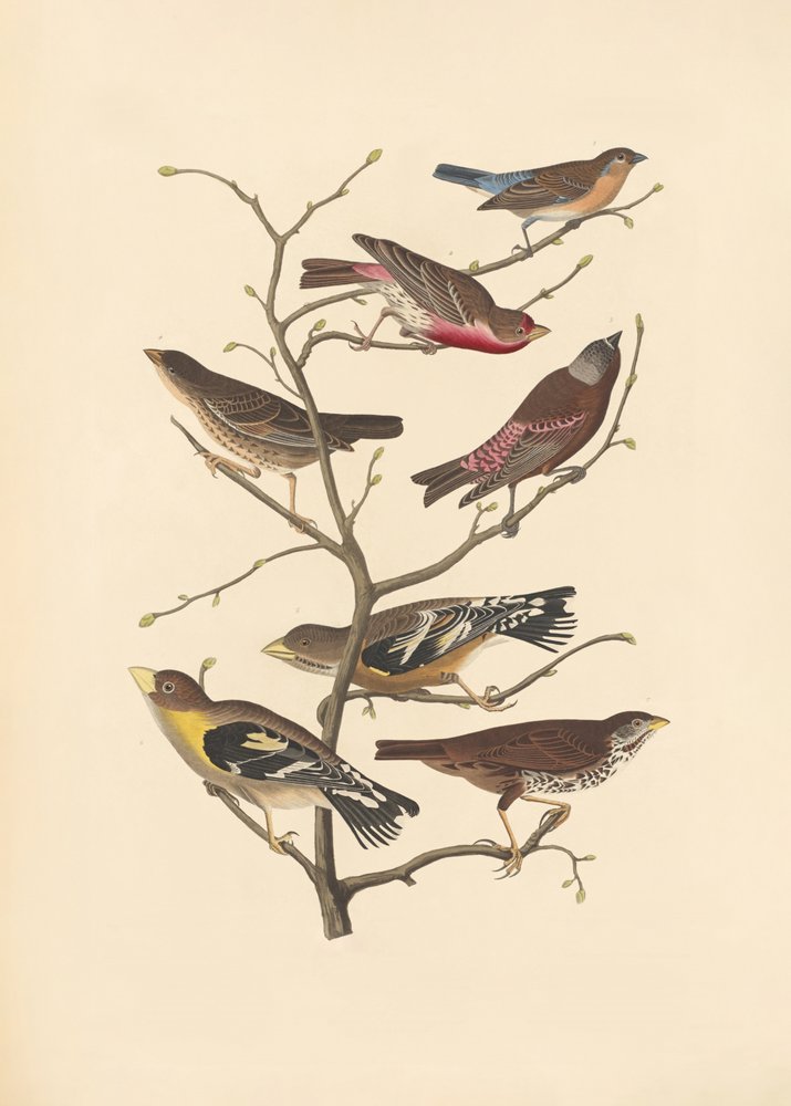 Fringuello di Lazuli da John James Audubon/ Rob Havell