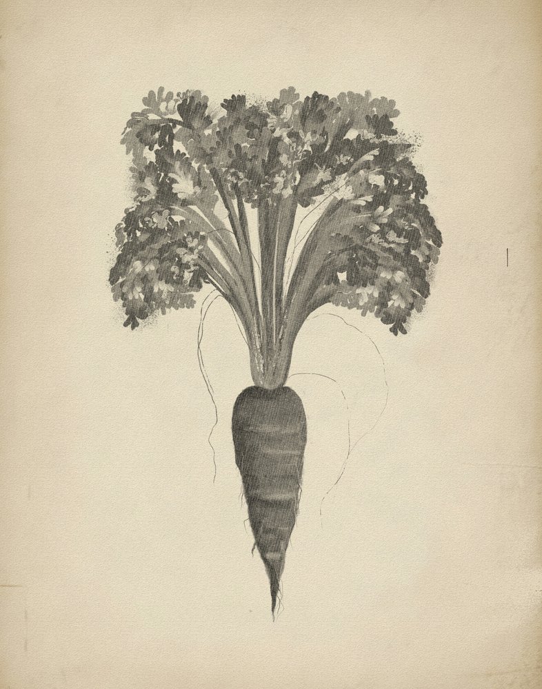 Disegno botanico di una carota da Josie George