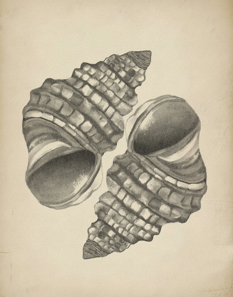 Conchiglie a spirale dettagliate da Josie George