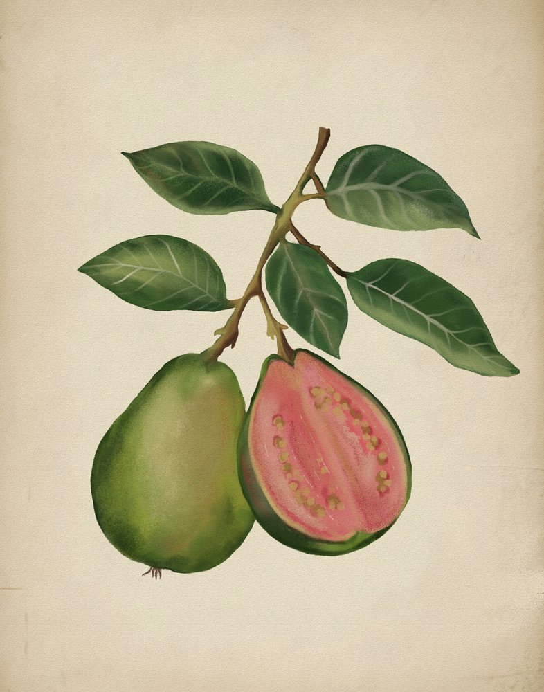 Guava fresca botanica da Josie George