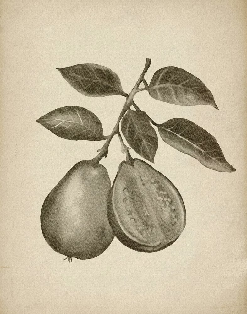 Studio botanico sulla guava da Josie George