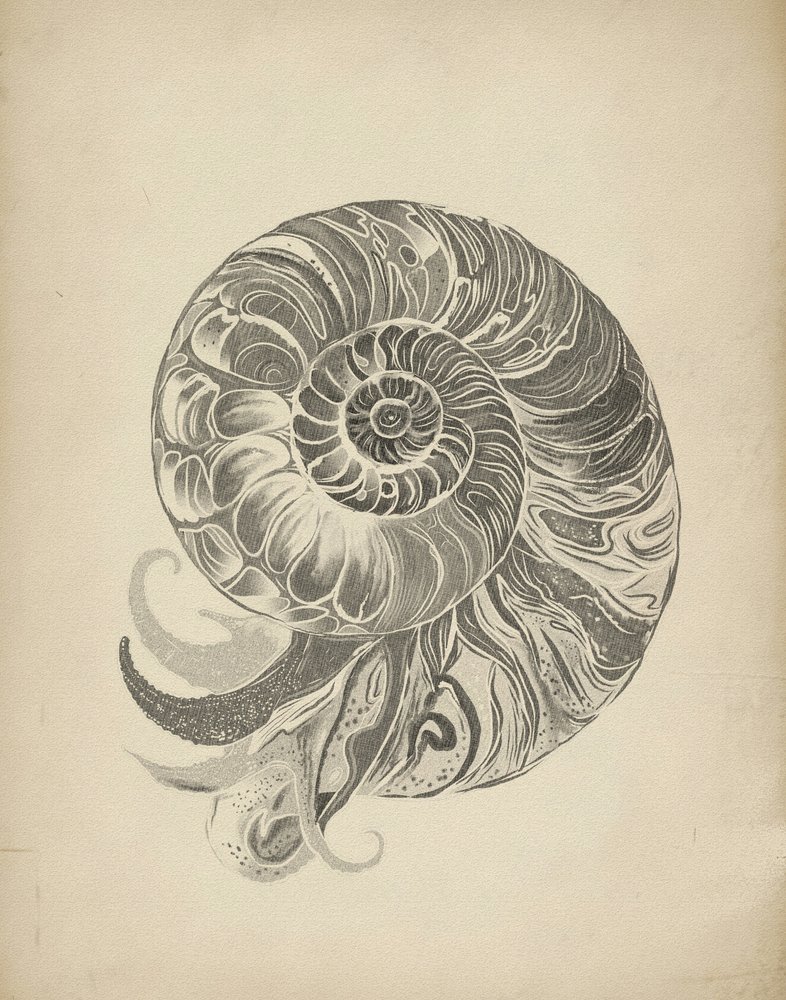 Intricata spirale di nautilus da Josie George