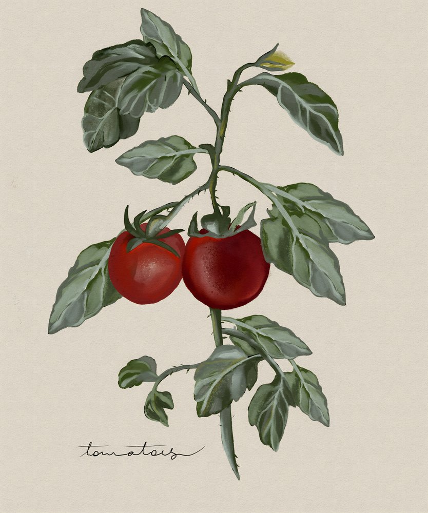 Pomodori maturi sul ramo da Josie George