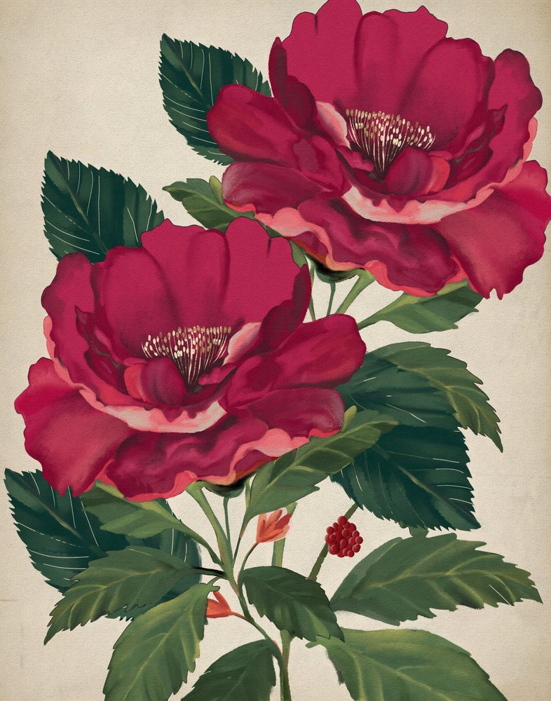 Rosa della Provvidenza da Josie George
