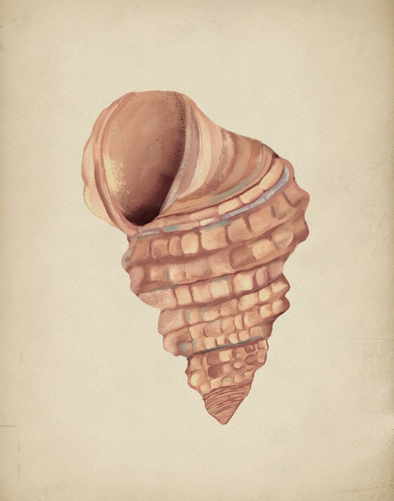 Studio sulle conchiglie a spirale da Josie George