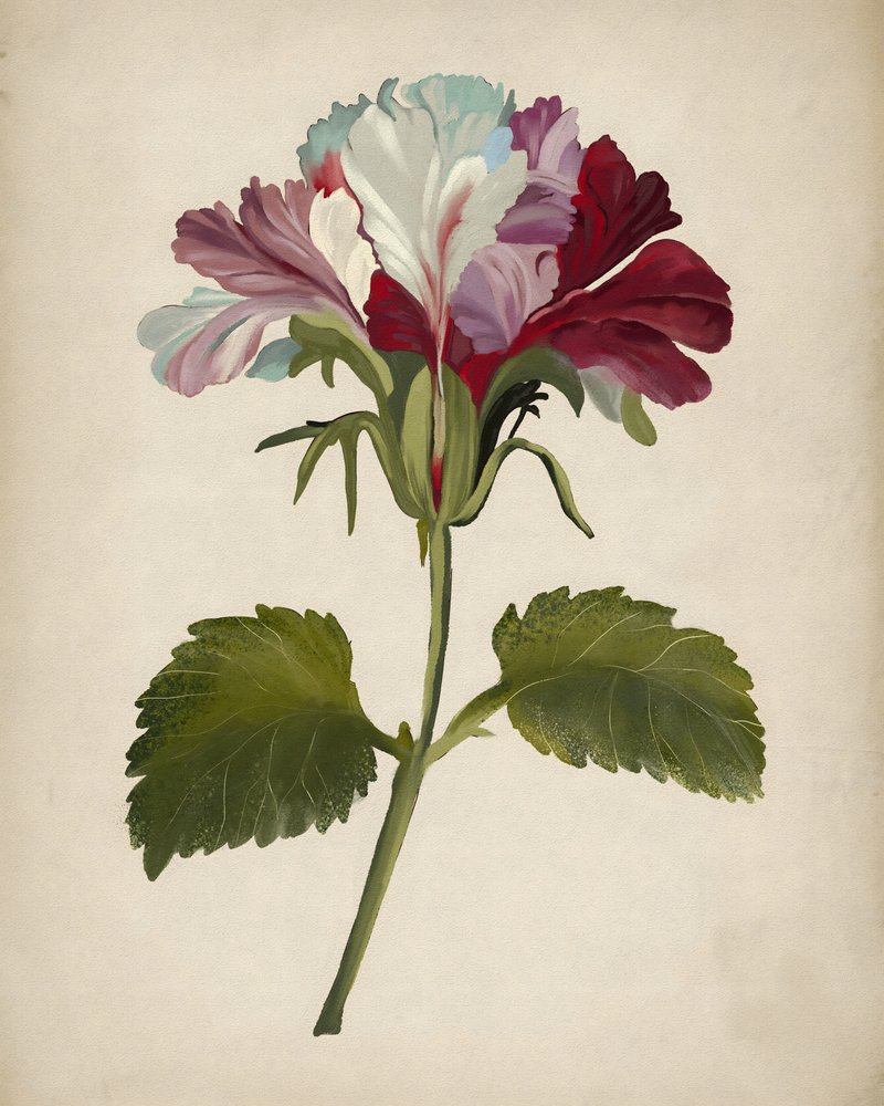 Una fioritura rigogliosa di geranio da Josie George