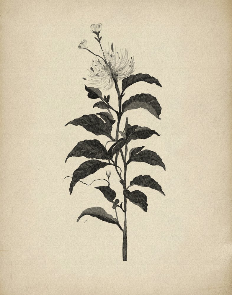 Illustrazione botanica d