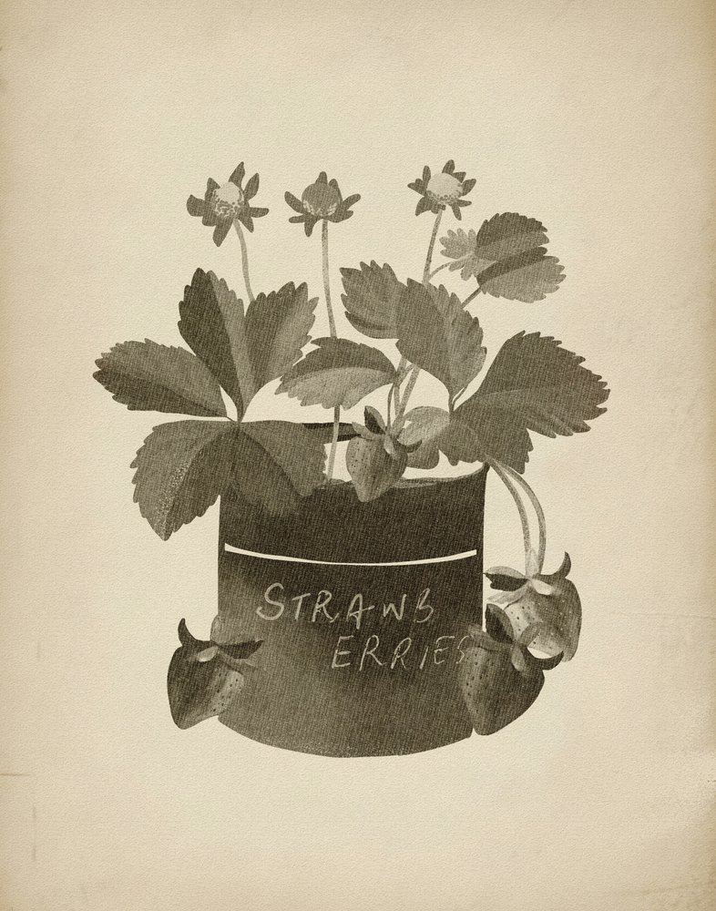 Illustrazione vintage di fragole da Josie George