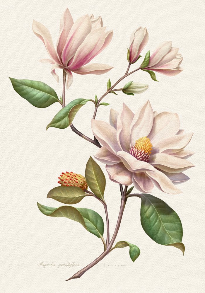 Fiori di magnolia in fiore da Juan Hernaz