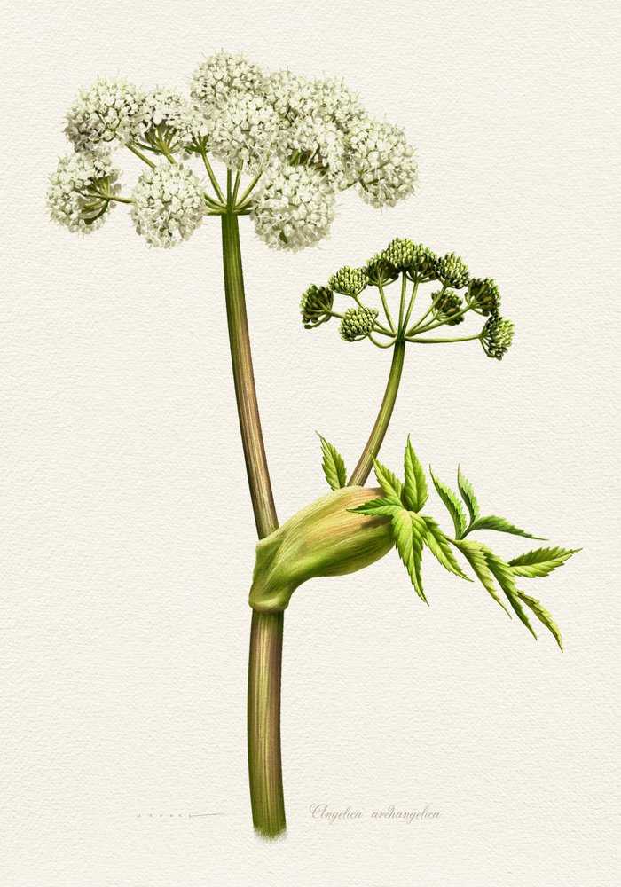 Illustrazione botanica dell