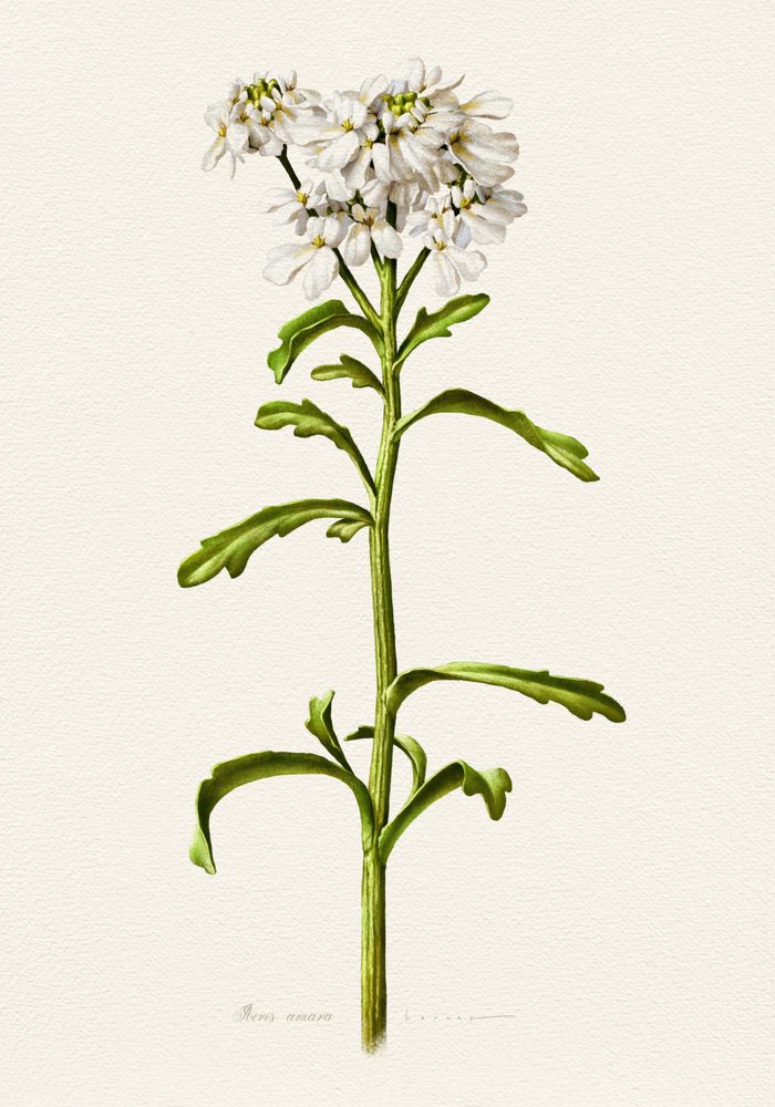 Candytuft bianco - Descrizione botanica da Juan Hernaz