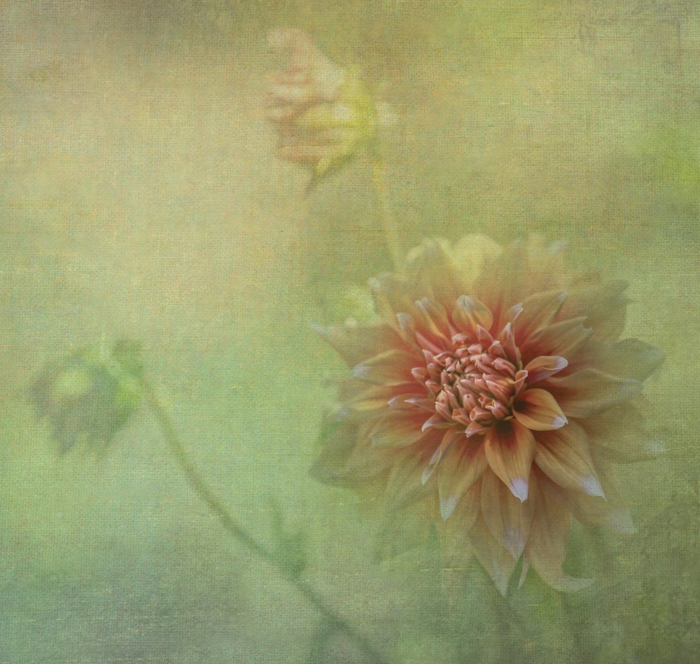 Una dalia da sogno da Judy Tseng