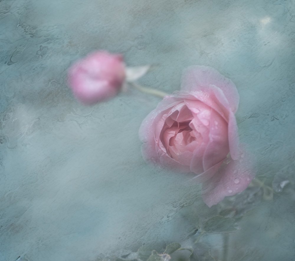 Rose rosa da sogno da Judy Tseng