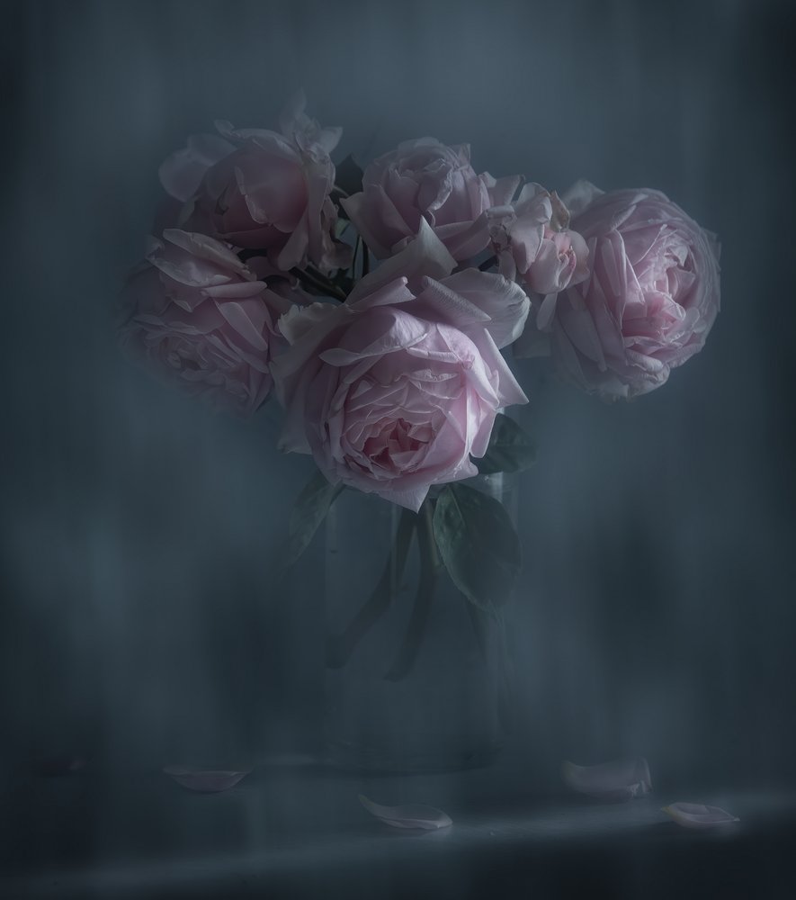 Rose rosa malinconiche da Judy Tseng