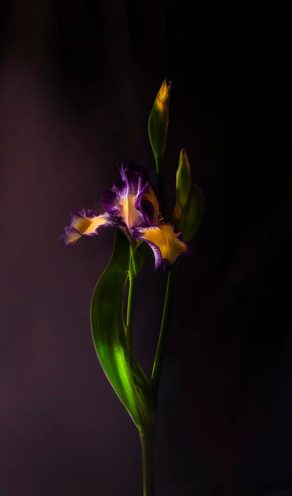 Una fioritura vivace di iris da Judy Tseng