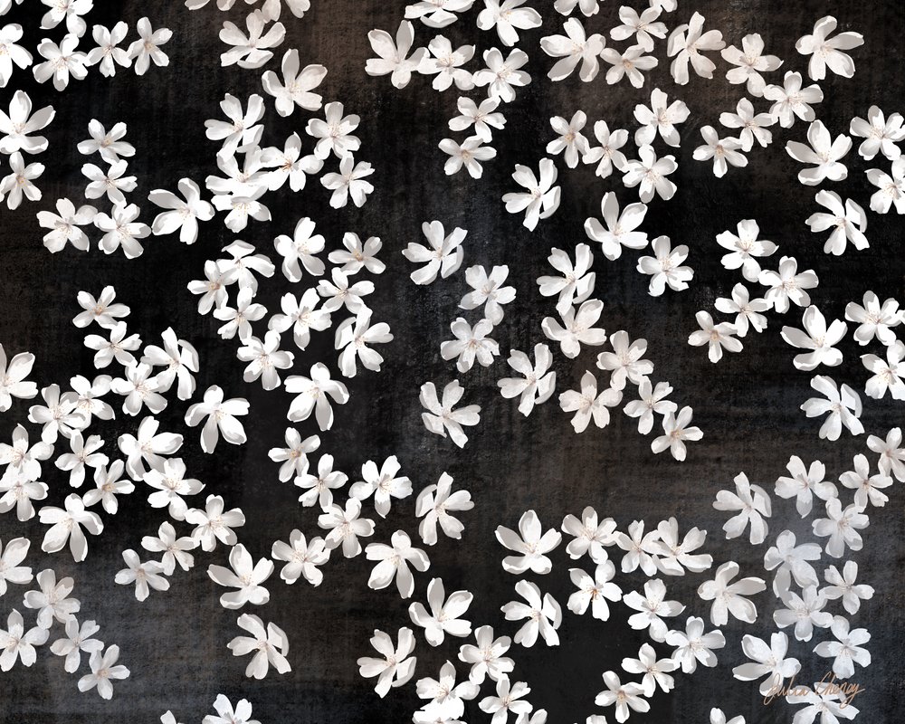 Delicati petali bianchi da Julia Cheney