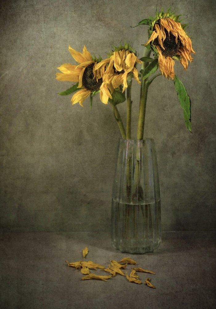 Fiorisce un girasole malinconico da Karen Smalley