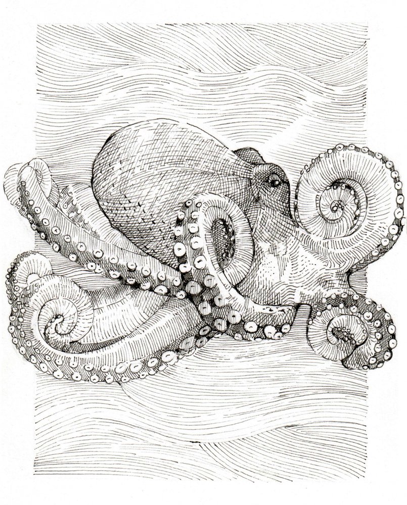 Disegno a linee di polpo in bianco e nero da Katie O'Shea