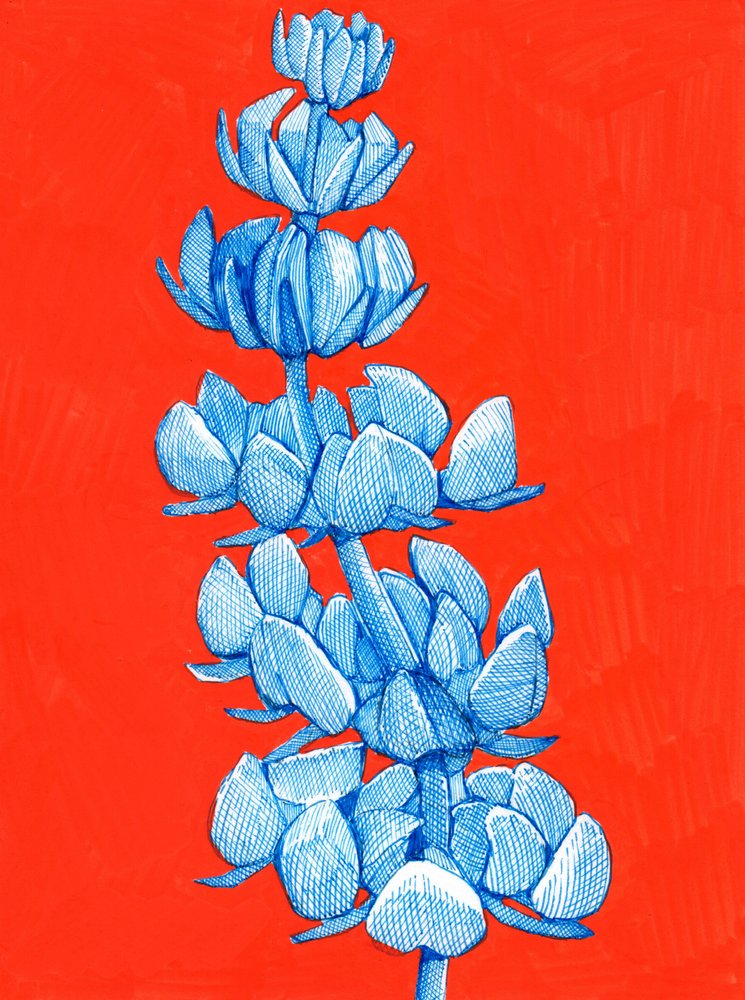 Fiore blu intenso da Katie O'Shea