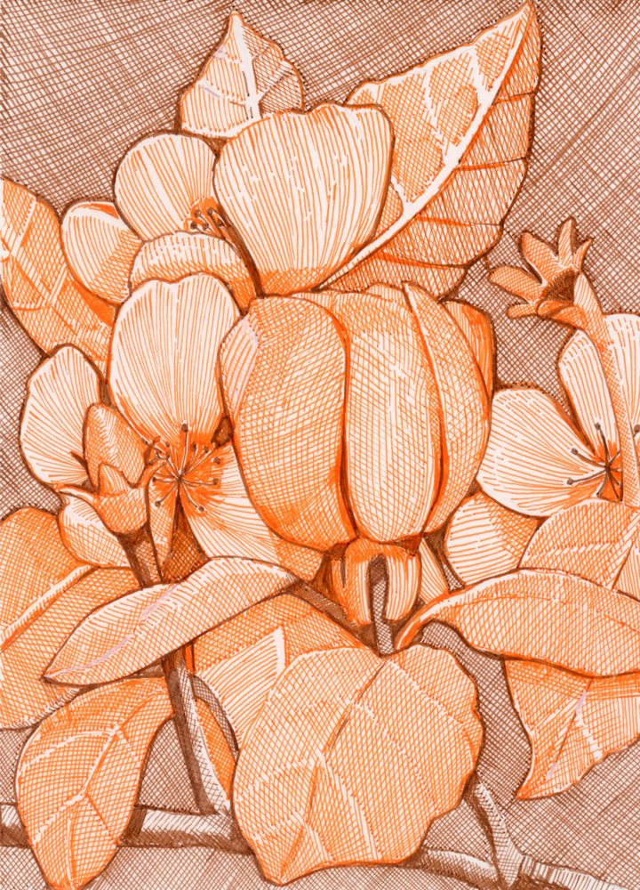 Fiori arancioni tratteggiati da Katie O'Shea