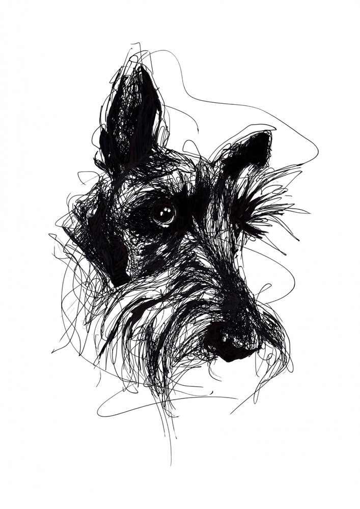 Schizzo espressivo di uno Scottish Terrier da Kiarra B