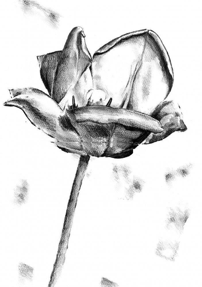  da Kulik