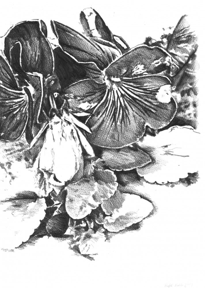  da Kulik
