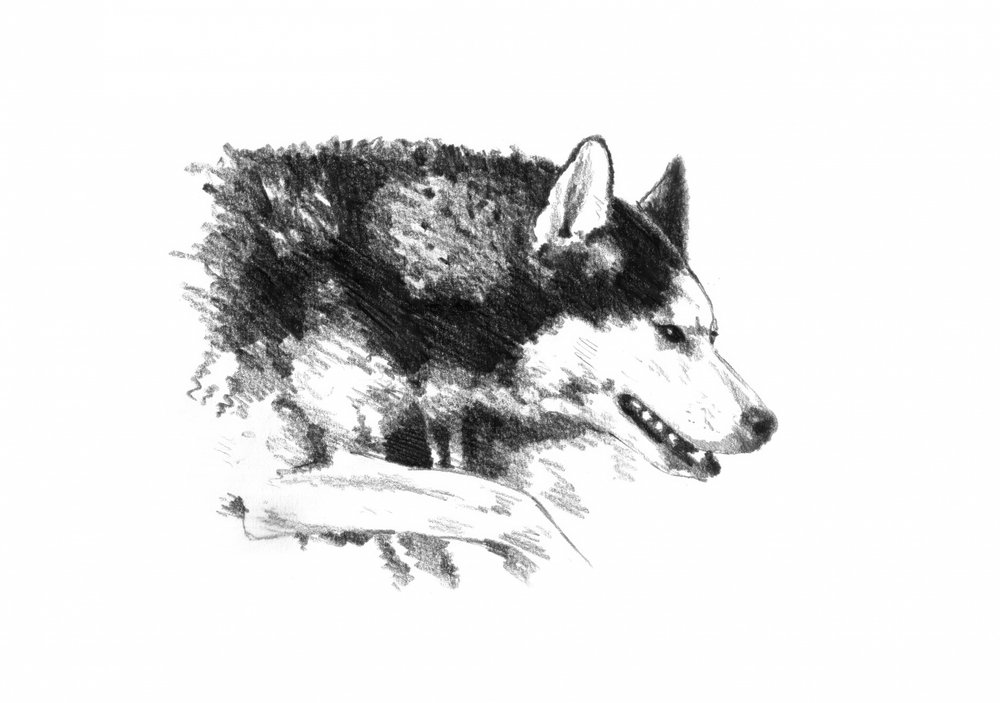  da Kulik