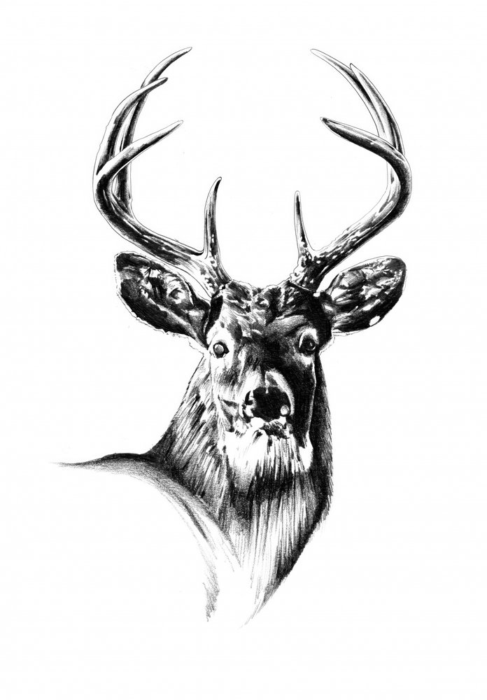  da Kulik