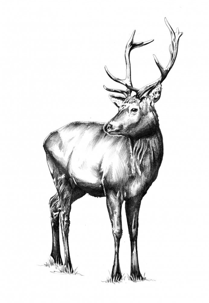  da Kulik