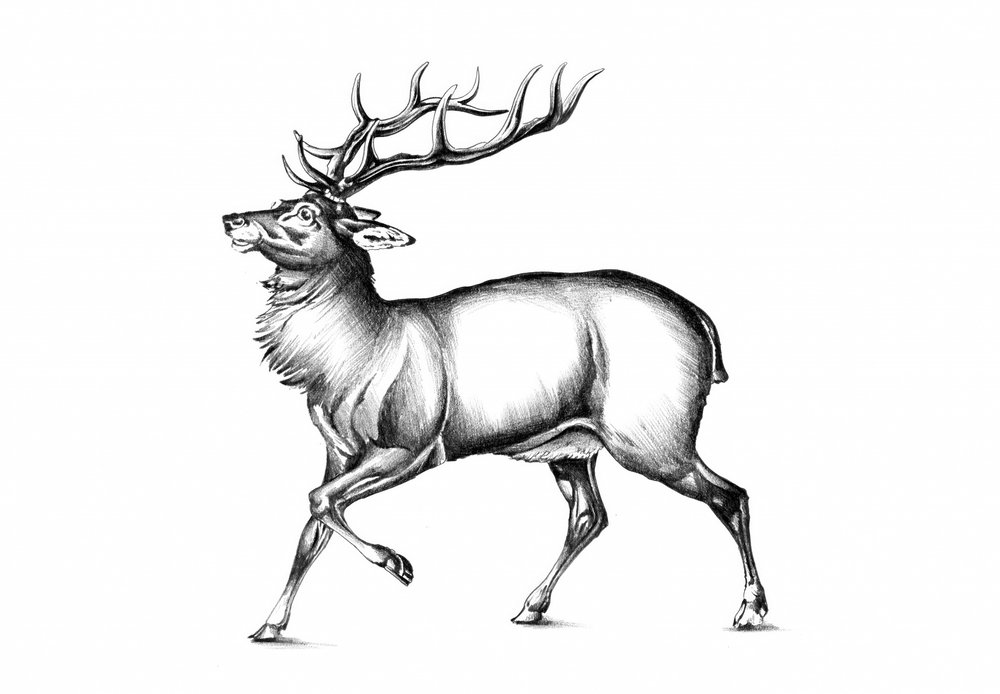  da Kulik