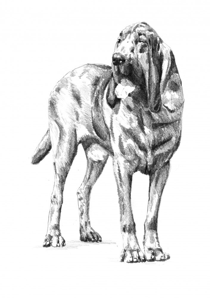  da Kulik