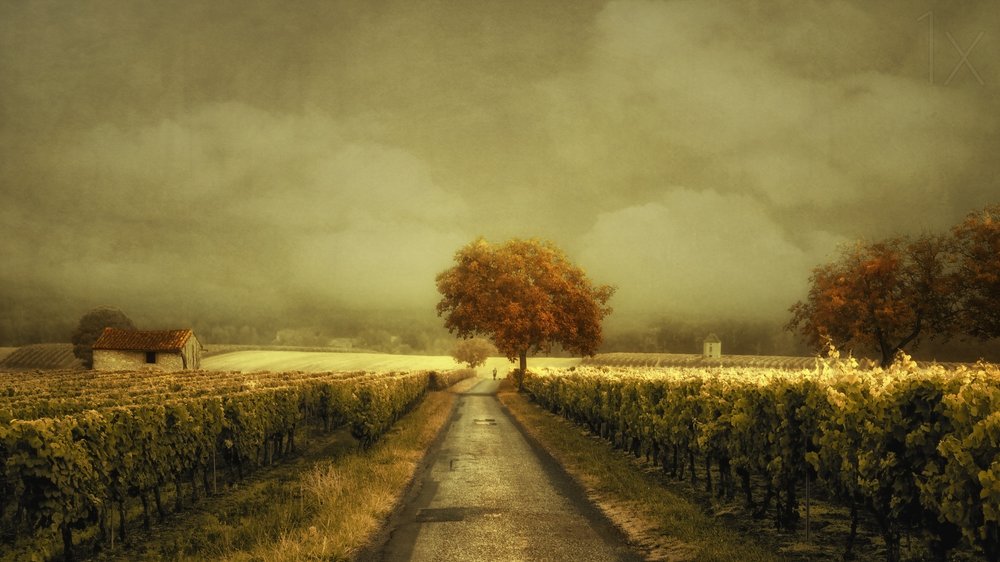 Strada dei vigneti d