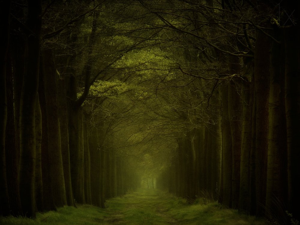 Sentiero nella foresta oscura da Lars van de Goor †
