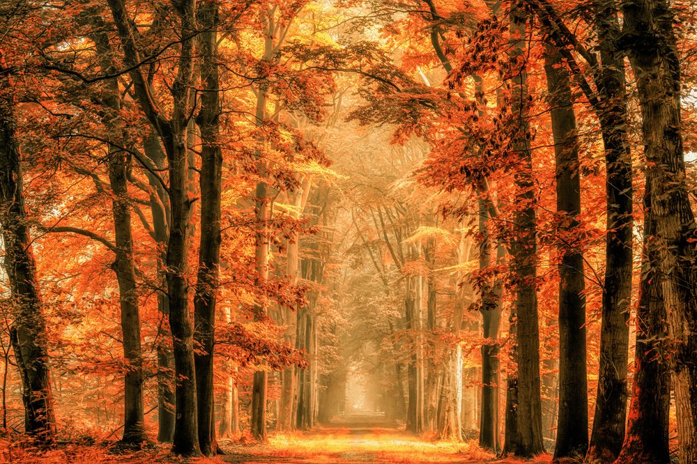  da Lars van de Goor †