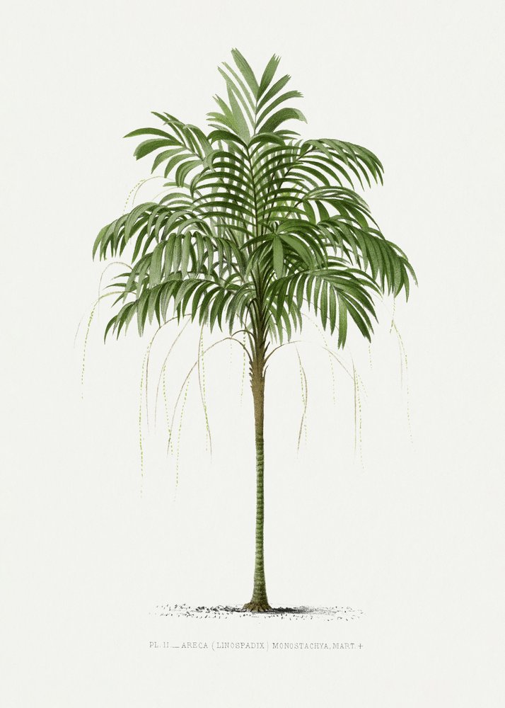 Ii Areca Monostachya da Les Palmiers Histoire Iconographique
