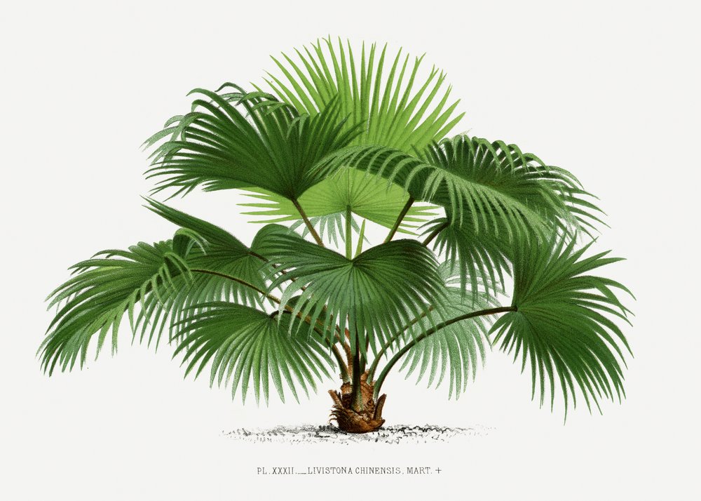 Livistona C da Les Palmiers Histoire Iconographique